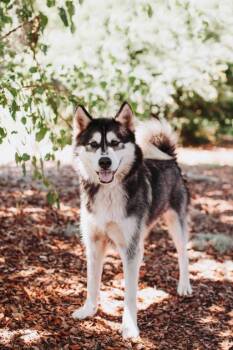 93793a Venom -  Siberian Husky and Mixed Breed Dog for Adoption in North Charleston, South Carolina - 93793a Venom | PetCurious