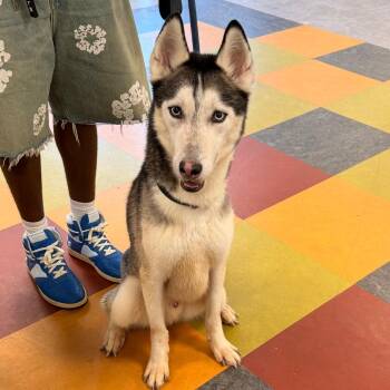 Cruz -  Siberian Husky Dog for Adoption in Philadelphia, Pennsylvania - Cruz | PetCurious