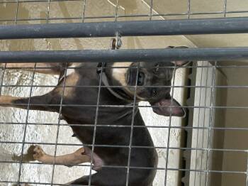 Lauren -  Doberman Pinscher Dog for Adoption in Sparta, North Carolina - Lauren | PetCurious