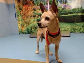 A554111 -  Chihuahua and Mixed Breed Dog for Adoption in Moreno Valley, California - A554111 | PetCurious