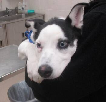 Siberian Husky Dogs Available for Adoption in Marietta, Georgia - Honey(301) | PetCurious