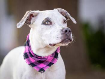 Eva -  Pit Bull Terrier Dog for Adoption in Portland, Oregon - Eva | PetCurious