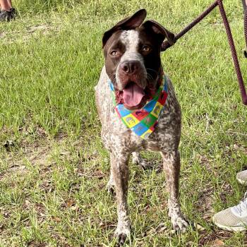 Australian Cattle Dog Blue Heeler and Terrier Dogs Available for Adoption - Chipper | PetCurious