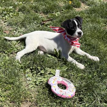Beagle and Spaniel Dogs Available for Adoption in Ogontz Campus, Pennsylvania - Junie | PetCurious