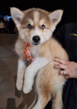 Malbec -  Husky Dog for Adoption - Malbec | PetCurious