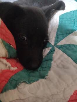 Labrador Retriever Dogs Available for Adoption in Boston, Massachusetts - Minnie March | PetCurious