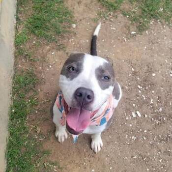 Pit Bull Terrier Dogs Available for Adoption in Beaumont, Texas - Pocahontas | PetCurious