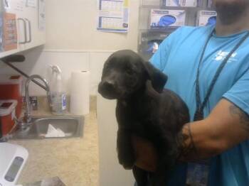 German Shepherd Dog and Mixed Breed Dogs Available for Adoption - DR.OLIVER | PetCurious