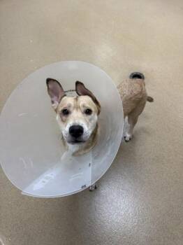 Biscuit -  Mixed Breed Dog for Adoption in North Miami Beach, Florida - Biscuit | PetCurious