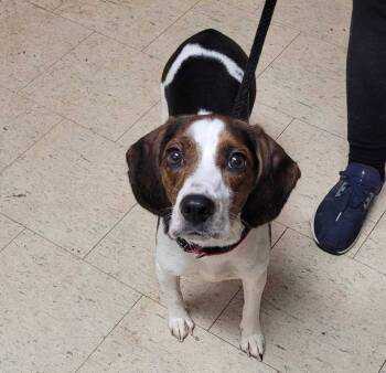 Rescue Beagle Dogs for Adoption in Chillicothe, Ohio - Susan | PetCurious