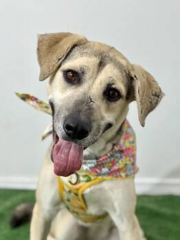 Luna C-One of our Amazing Rescue Dogs -  German Shepherd Dog and Mixed Breed Dog for Adoption in Carlsbad, California - Luna C-One Of Our Amazing Rescue Dogs | PetCurious