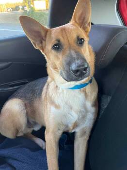 Rescue German Shepherd Dog Dogs for Adoption in Calera, Alabama - Copper Manning | PetCurious