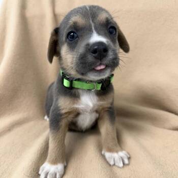 Sweetart -  Beagle and Mixed Breed Dog for Adoption in St. Peters, Missouri - Sweetart | PetCurious