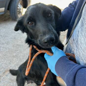 Rescue Shepherd Dogs for Adoption in Moab, Utah - Mummy | PetCurious