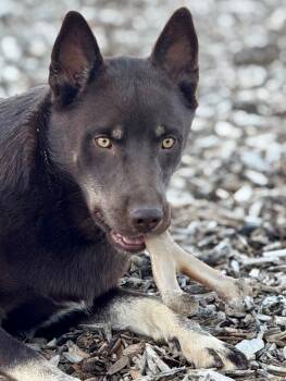 Rescue Cattle Dog and Husky Dogs for Adoption in Severance, Colorado - Wizard | PetCurious