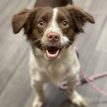 Mixed Breed Dogs Available for Adoption - Paige Buarkers | PetCurious