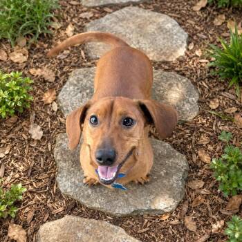 Dachshund Dogs Available for Adoption in Boerne, Texas - Rocket | PetCurious