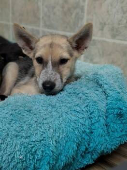 Boeing -  Husky and Rottweiler Dog for Adoption in Waunakee, Wisconsin - Boeing | PetCurious
