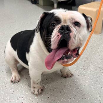 English Bulldog Dogs Available for Adoption in Indianapolis, Indiana - Porkchop | PetCurious