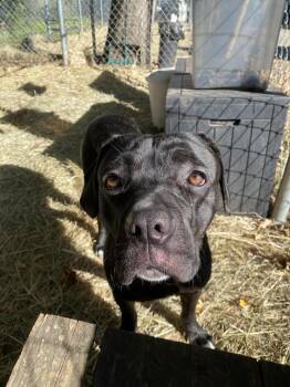 Rescue Labrador Retriever and Mixed Breed Dogs for Adoption - Cracklewood | PetCurious