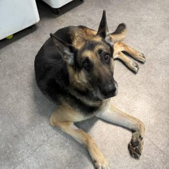 Rescue German Shepherd Dog Dogs for Adoption in Delhi, New York - Sarge | PetCurious