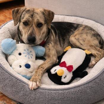 Plott Hound and Shepherd Dogs Available for Adoption - Maya – A Unicorn! Smart, Well Behaved, Calm & Affectionate! | PetCurious