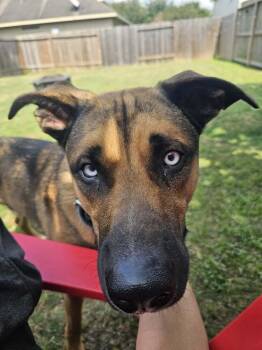 BLU -  Australian Cattle Dog Blue Heeler Dog for Adoption in Richmond, Texas - BLU | PetCurious