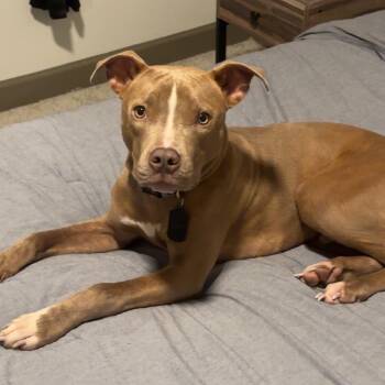 Scooby -  Pit Bull Terrier and Mixed Breed Dog for Adoption in Dallas, Texas - Scooby | PetCurious