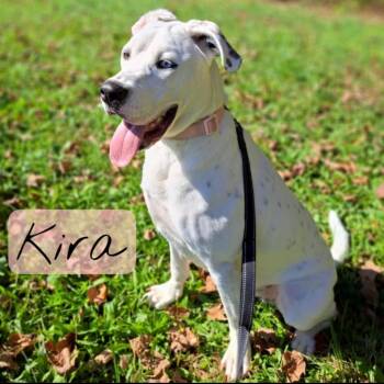 Kira -  Labrador Retriever and Husky Dog for Adoption in Hillsboro, Ohio - Kira | PetCurious