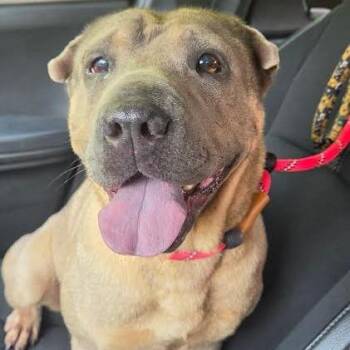 Jessie -  Shar Pei Dog for Adoption in Brooksville, Kentucky - Jessie | PetCurious