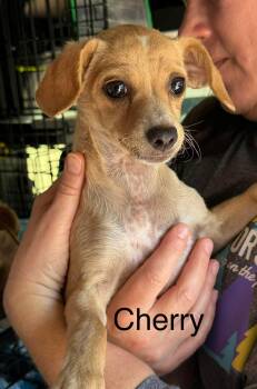 Chihuahua Dogs Available for Adoption in New Baltimore, Michigan - Cherry | PetCurious