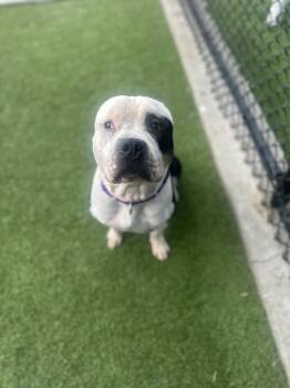 Bigsby --Courtesy Post. Out of town pet. See below for details-- -  Pit Bull Terrier Dog for Adoption in Eagle, Idaho - Bigsby --Courtesy Post. Out Of Town Pet. See Below For Details-- | PetCurious