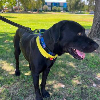 Wade -  Labrador Retriever Dog for Adoption in San Diego, California - Wade | PetCurious