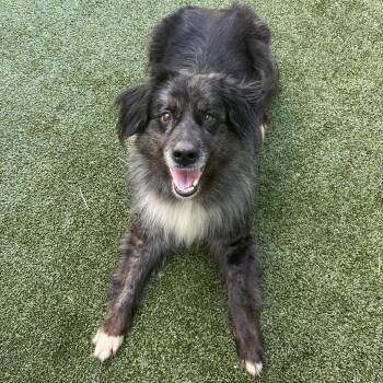 Zona -  Mixed Breed Dog for Adoption in Fairport, New York - Zona | PetCurious