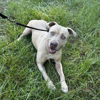 Pups -  Pit Bull Terrier and Weimaraner Dog for Adoption in Magnolia, Texas - Pups | PetCurious