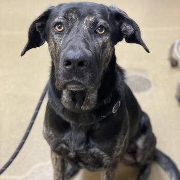 Rescue German Shepherd Dog and Mixed Breed Dogs for Adoption in Riverside, California - Darling | PetCurious