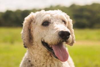 Bill- Transport -  Poodle Dog for Adoption in Gradyville, Kentucky - Bill- Transport | PetCurious