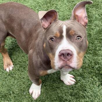 Tot -  Pit Bull Terrier Dog for Adoption in Matteson, Illinois - Tot | PetCurious