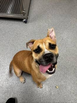Jax -  Boxer and Terrier Dog for Adoption in Daphne, Alabama - Jax | PetCurious