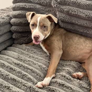 Ms. Pickles -  American Staffordshire Terrier Dog for Adoption in Columbia, South Carolina - Ms. Pickles | PetCurious