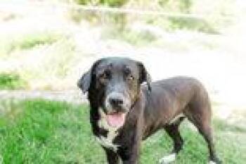 Stella -  Labrador Retriever Dog for Adoption in Lewiston, Idaho - Stella | PetCurious