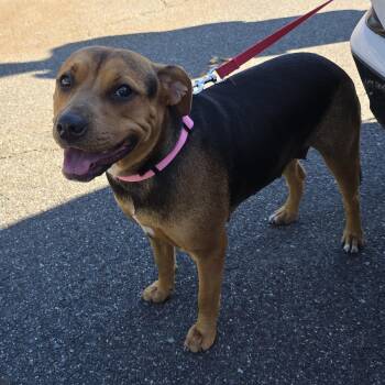 China-Sugar -  Mixed Breed Dog for Adoption in Paramus, New Jersey - China-Sugar | PetCurious