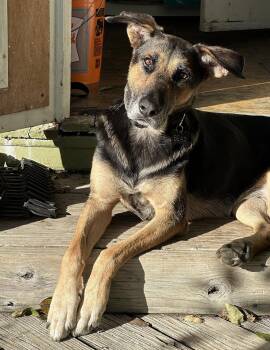 Rescue German Shepherd Dog Dogs for Adoption in Plano, Texas - Bear | PetCurious