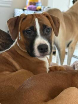 Boxer Dogs Available for Adoption - Dash | PetCurious