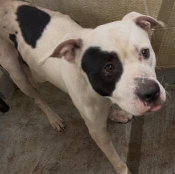 Odie -  Pit Bull Terrier and Boxer Dog for Adoption in Hollister, Missouri - Odie | PetCurious