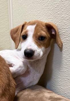 Dachshund and Chihuahua Dogs Available for Adoption - Megan | PetCurious