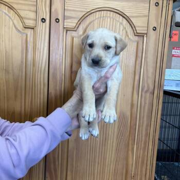 Golden Retriever and Labrador Retriever Dogs Available for Adoption - GrrLinda | PetCurious
