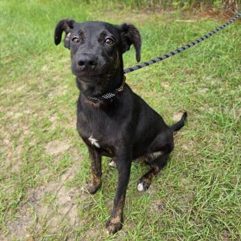 Nova -  Labrador Retriever Dog for Adoption in Foley, Alabama - Nova | PetCurious