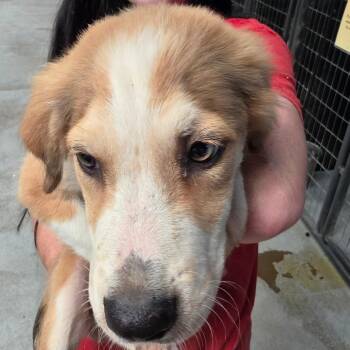 Poppy -  Mixed Breed Dog for Adoption in Leander, Texas - Poppy | PetCurious
