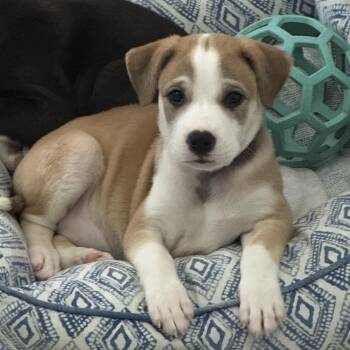 Nucita - The Sweetest Nugget -  Labrador Retriever Dog Available for Adoption in Carolina, Carolina - Nucita - The Sweetest Nugget | PetCurious